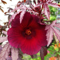 2 Live Cranberry Hibiscus Plants, 4 Inc to 6 Inc Tall, Tropical Plant Live Well Rooted, Hibiscus Live Plants, Hibiscus Plant Live