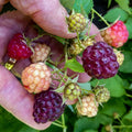Raspberry Plant Live 6 to 12 Inch Tall, Sweet Raspberry Bush Live Plant Well Rooted Zone 3 to 8 (Purple Raspberry)