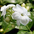 White Jasmine Plant, Maid of Orleans Jasmine Live Plant, White Fragrant Flower Plants, 3 to 5 Inch Tall Flower Starter Plants for Garden