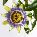 Passion Flower Plant for Planting, 4" Pot, White Blue Passion Flower Vine Tree Indoors Outdoors