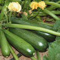2 Green Squash Plants Live, 4 to 6 Inch Tall, Squash Zucchini Plants Gardening