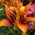 2 Yellow Red Lily Bulbs, Giant Lily Flower Bulbs for Planting, Lily Flowering Bulbs, Lily Spring Bulbs, Outdoor Indoor Flower Bulbs to Plant