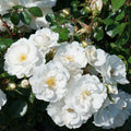 Fragrant Rose Plant Live in Pot, Reblooming Roses Bush for Outdoor Garden (White Rose)