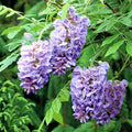 Purple Wisteria Tree Live Plant 9 Months Old Tree in 2.5 Inch Pot, Wisteria Live Plant, Wisteria Vine Plant, Perennial Flowers