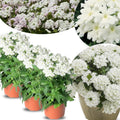 Pack 3 White Verbena Plants Live Perennial Ground Cover, No Pot, 5-9" in Tall, Can Grow As Trailing Bushes, Spring Flowers
