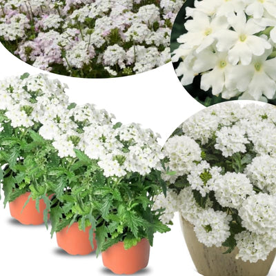 Pack 3 White Verbena Plants Live Perennial Ground Cover, No Pot, 5-9" in Tall, Can Grow As Trailing Bushes, Spring Flowers