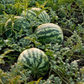 3-5 Inch Tall Sweet Red Watermelon Live Plant