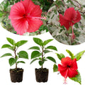 2 Variegated Red Hibiscus Plants, 3-5 Inch Tall Starter Plants - Live Hibiscus Flower Plants for Outdoor Garden, Patio, and Container Growing
