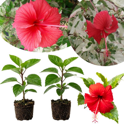 2 Variegated Red Hibiscus Plants, 3-5 Inch Tall Starter Plants - Live Hibiscus Flower Plants for Outdoor Garden, Patio, and Container Growing