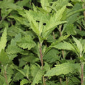 Epazote Herb Plant in 4'' Pot, Starter Epazote Plant Live for Planting Outdoor, Perennial Herbs for Garden