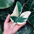 2 White Green Colocasia Live Plants, Alocasia Elephant Ear Live Plant for Growing, 4-6" Tall, Cold Hardy, Indoor Outdoor Planting