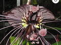 1 Black Bat Flower Tacca Chantrieri Plants Live, 5-9 Inch Tall, Black Orchid Bat Flowers Houseplant