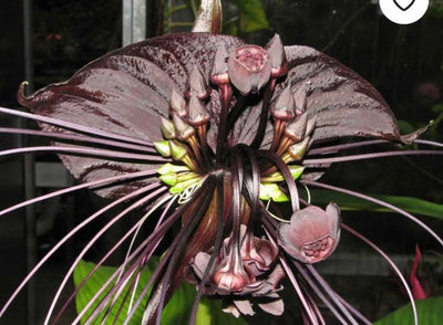 1 Black Bat Flower Tacca Chantrieri Plants Live, 5-9 Inch Tall, Black Orchid Bat Flowers Houseplant