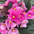 African Violet Live Plant in 4 Inch Pot, Flowering Houseplant, Easy Care Indoor Plant with Vibrant Blooms (Pink African Violet)