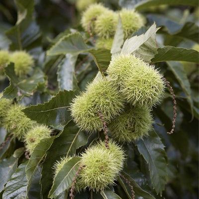 Chestnut Plant Live 6-12 Inches Tall, Chestnut Bareroot Tree