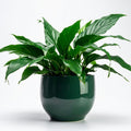 Peace Lily Tree Live Plant, Peace Lily Plant Live, White Flower, 5-9 Inches Tall, 4 Inch Pot for Indoor Planting
