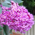 Pink Butterfly Bush Live Shrub Plant Shrub, Buddleia Bush Well Rooted, 5 to 10 Inc Tall