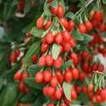 3 Goji Berry Plants Live for Planting, Red Goji Berry Trees Plants Sweet Berry Fruit