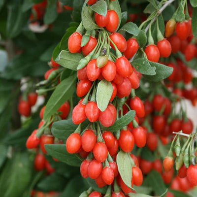 3 Goji Berry Plants Live for Planting, Red Goji Berry Trees Plants Sweet Berry Fruit