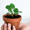 2 Pilea Peperomioides Live Plants, Pilea Peperomioides Plants Indoor, House Plants Indoors Live No Pot for Planting