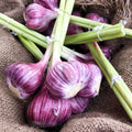 1 Lb Garlic Bulbs for Planting, Hardneck Garlic for Garden or Raised Beds, High-Yield Fresh Hardy Garlic Cloves