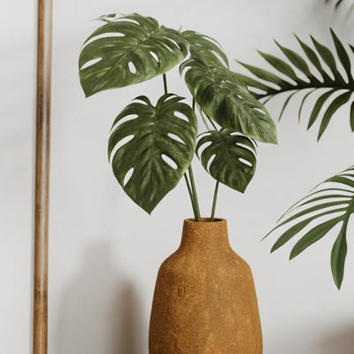 Monstera Plant 4-6 Inch, Live Indoor Plant, Split Leaf Houseplant for Home Office Decoration, No Pot (Deliciosa Monstera)