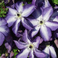 Purple White Clematis Live Plant in 2.5" Pot, Flowering Climbing Clematis Vine Starter for Outdoor Garden and Trellis, Well Rooted