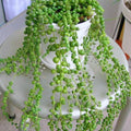 Variegated String of Pearls Plant Live, Trailing Succulent Vine Plant Live, 4 Inches Pot