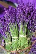 Pink Purple Lavender Herb Live Plants, French Lavender Well Rooted Plugs, Perennial Flowers 3-6 Inc Tall