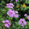 3 Verbena Plants Live, Lavender Verbena Flower Plants, Ground Cover Hanging Basket Plant, 5 to 7 Inc