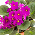 Random Blooms African Violets Live Plants in Pots, Live African Violet Plants House Plant for Indoor Outdoor Décor, 4" Pot, Well-Rooted and Year-Round Blooming
