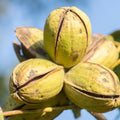 Pecan Tree Live Plant, Outdoor Garden Nut Tree, 1-1.5 Ft Tall
