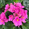 Pink African Violet Plants Live in Pot, Flowering Violets Indoor Outdoor Blooming, Vibrant Color Houseplant Décor Year-Round