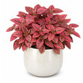 Polka Dot Live Plant, Polka Dot Plant, Small Indoor Plants, 2.5 Inches Pot for Indoor or Outdoor Houseplant (Red)