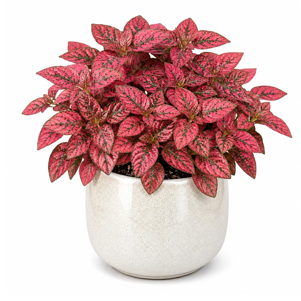 Polka Dot Live Plant, Polka Dot Plant, Small Indoor Plants, 2.5 Inches Pot for Indoor or Outdoor Houseplant (Red)