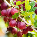 Gooseberry Plant Live, Gooseberry Bush Live Plant Fully Rooted in Soil, 5 to 9 Inch Tall, Gooseberry Fruit Tree