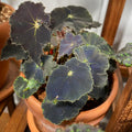 Begonia Live Plant, Black Begonias Live Plant Outdoor 3.5 Inches Pot, Rare Begonias Live Plant House Plant, Indoor House Live Plant, Ornamental Plant Live Indoor