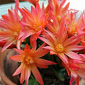 Orange Easter Cactus Live Plant, Hardy Perennial Easter Cactus, Vibrant Blooming Spring Cactus, Indoor Houseplant, Flowering Holiday Cactus, 4–6 Inch Tall