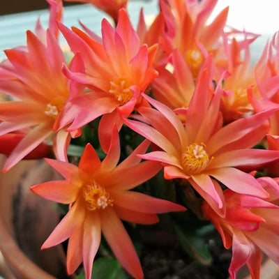 Orange Easter Cactus Live Plant, Hardy Perennial Easter Cactus, Vibrant Blooming Spring Cactus, Indoor Houseplant, Flowering Holiday Cactus, 4–6 Inch Tall
