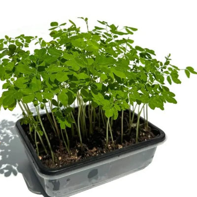 2 Live Moringa Oleifera Plants Trees in 4" Pot, Malunggay Drumstick Size 6-9" Inches in Tall, Dormant in Winter