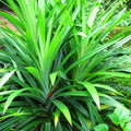 Pandan Plant Live for Garden, Rooted Pandan Live Plant for Garden, 4 to 6 Inches Tall