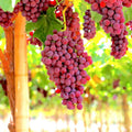 Seedless Grape Vine Live Plant for Planting, 6-10" Potted, Cold Hardy, Spring Fast-Growing and High Yielding (Red Grapes Variety)