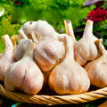 1 Pound Hard Neck Garlic for Planting in Fall, White Garlic Bulb for Planting, Fresh and High Yield, Cold Hardy, Planting Softneck Hardneck