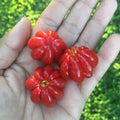 02 Surinam Cherry Trees Live Plants for Outdoor Spring Planting, 4-7" in Tall, Edible, Sweet, High Yielding Fruit Tree Fast-Growing