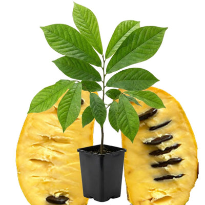 1 Year Old Paw Paw Plant No Pot, Indian Banana Pawpaw Tree Live Plant, Winter Dormant, 6 to 13 Inc Tall