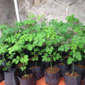 Moringa Seedling Tree Live Plant, High Yielding Moringa Oleifera Plant in 4" Pot, 6-8 Inches in Tall Well Rooted, Malunggay Dormant in Winter
