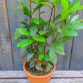 Bay Laurel Plant Live Bay Leaf Plant, 8" to 10" Tall, 4 Inch Pot Laurus Nobilis Live Plant Sweet Bay Leaf Tree Live Plant Herbs Indoor Outdoor Garden