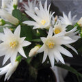 Easter Cactus Plant in 4'' Pot, Spring Blooming Succulent, Holiday Cactus, Indoor Flowering Houseplant (White Blooms)
