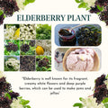 Elderberry Bush Live Plant Tree, 6-12 Inches in Tall Elderberry Shrub Cold Hardy, Sweet American Elderberries Well-Rooted