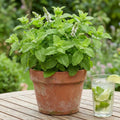 Mojito Mint Plant, Live 4-6 Inch in 4 Inch Pot - Fresh Mint Herb Plant for Indoor Outdoor Growing